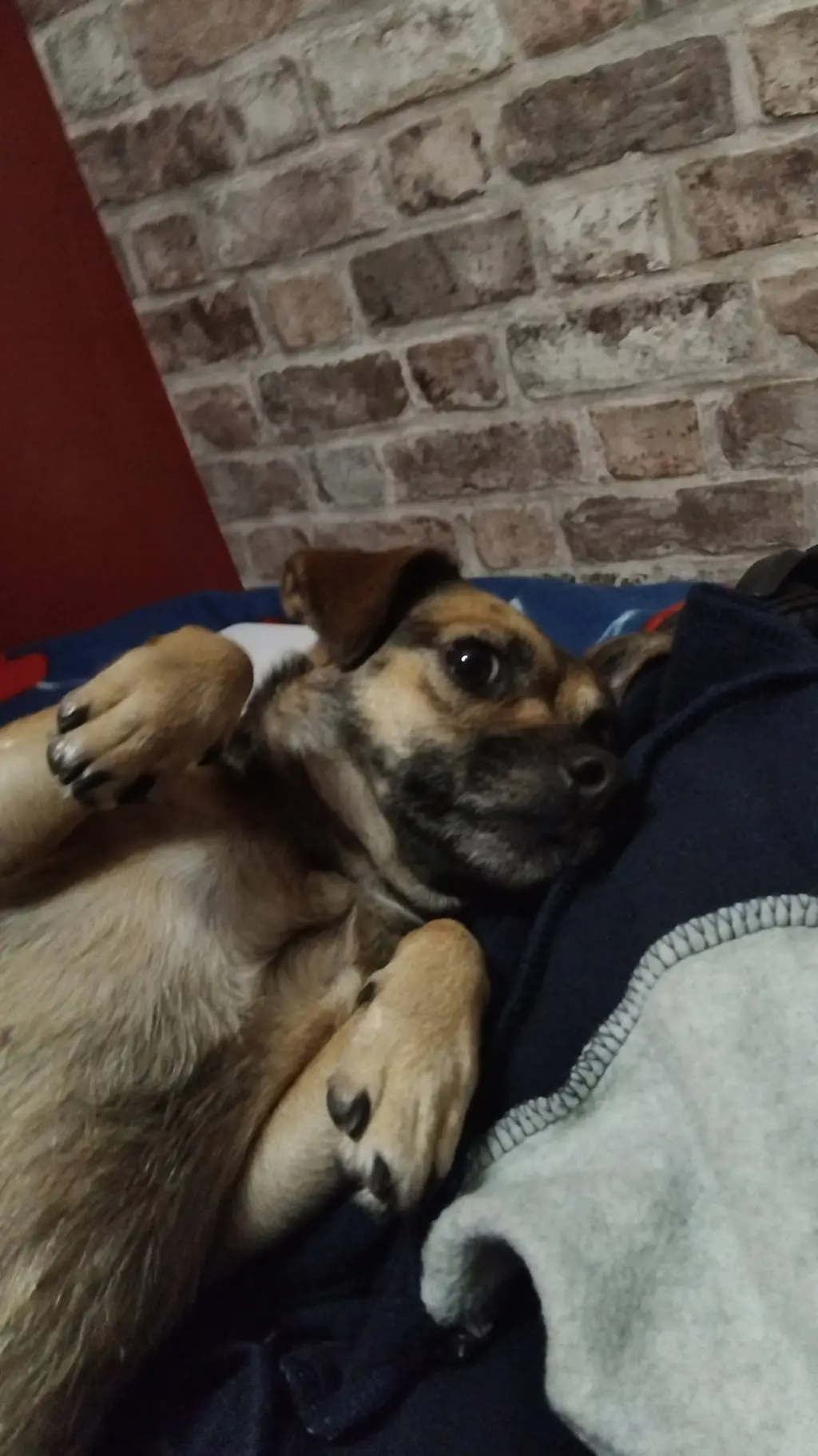 ai character: beau beau (my dog) background