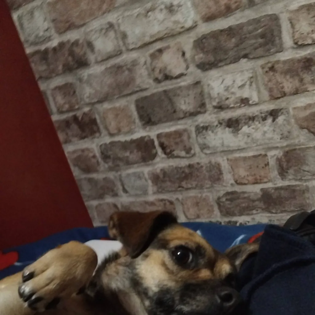 chat with ai character: beau beau (my dog)