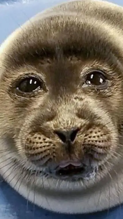 Talkie AI - Chat with , Niko the seal!