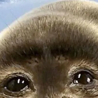 chat with ai character: , Niko the seal!