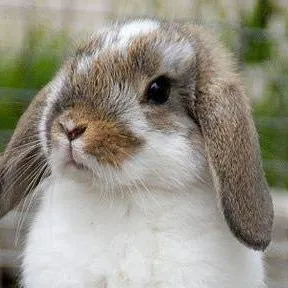chat with ai character: Meo🐇