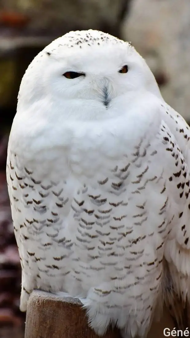 ai character: Talkie devoir  background