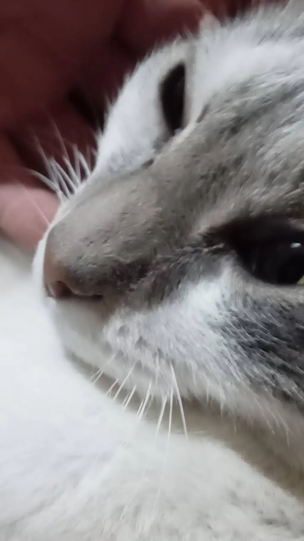 ai character: gato background