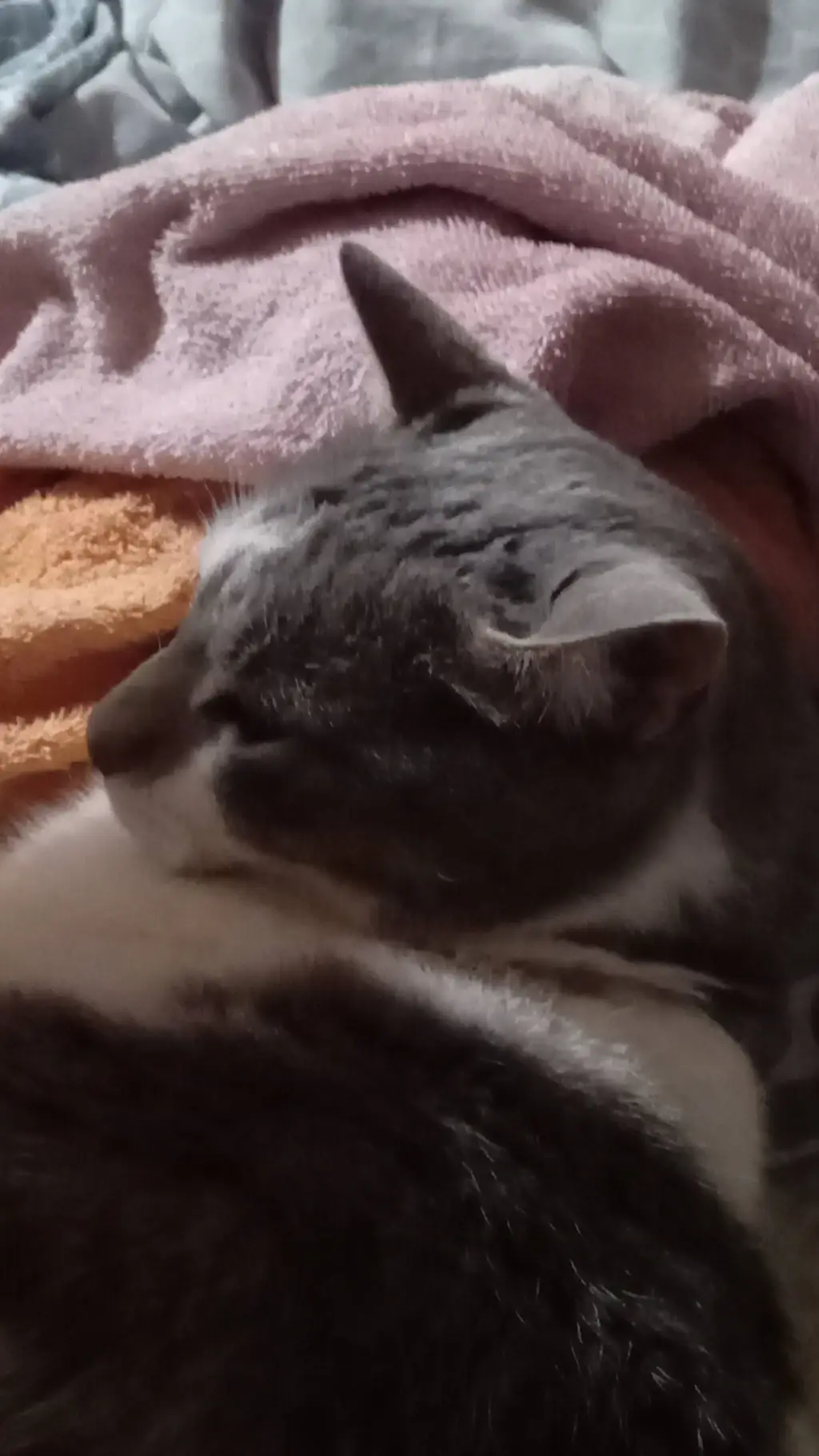 ai character: gato background