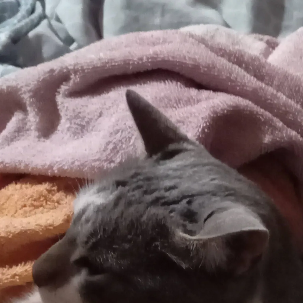 chat with ai character: gato