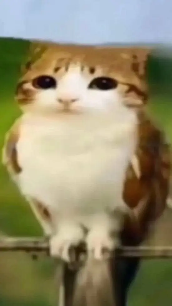 ai character: meowl background