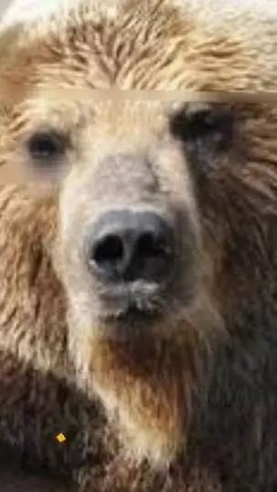 ai character: bear background