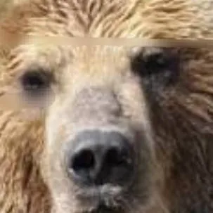 chat with ai character: bear