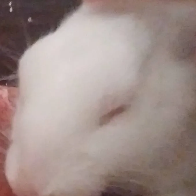 chat with ai character: snow bony 