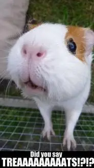 ai character: Guinea Pig background