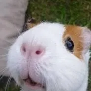 chat with ai character: Guinea Pig