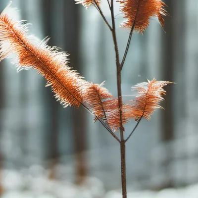chat with ai character: Plant 