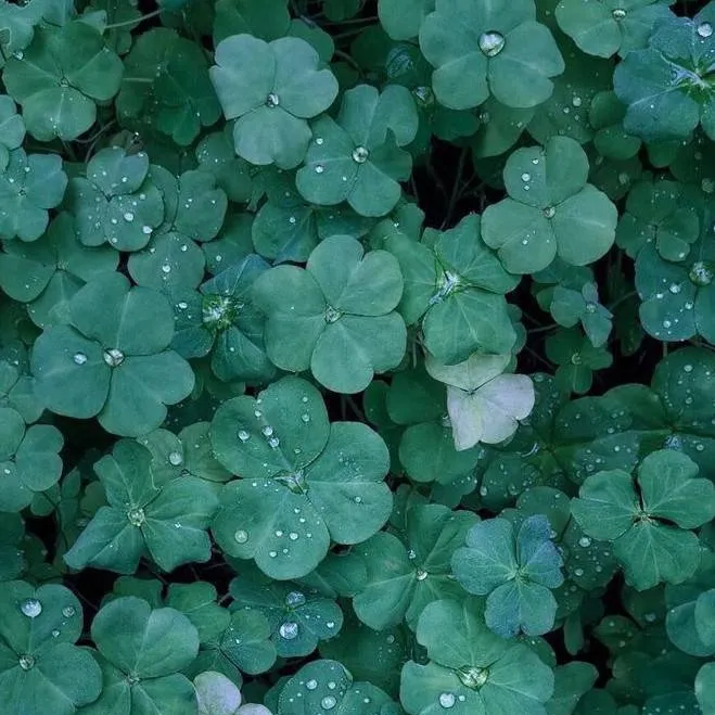 chat with ai character: Someone Fishy 