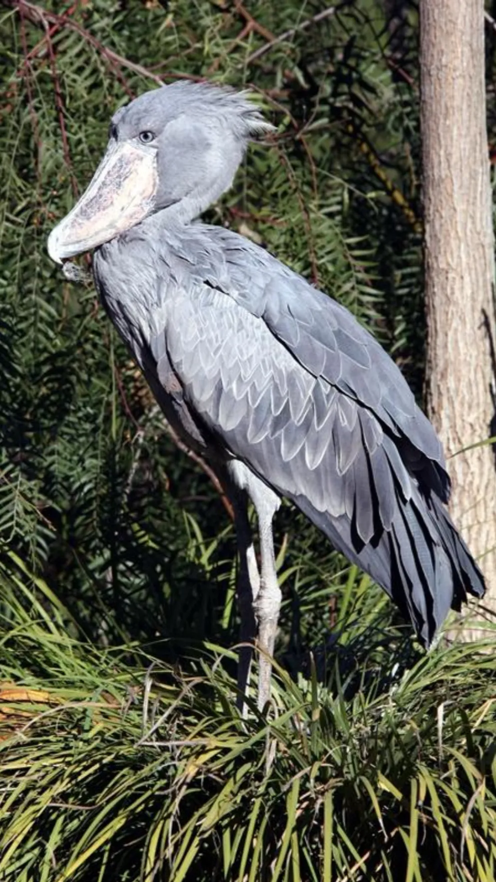 ai character: Shoebill Stork background