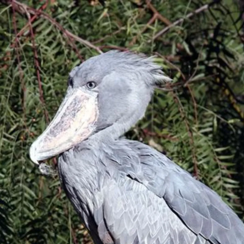 chat with ai character: Shoebill Stork