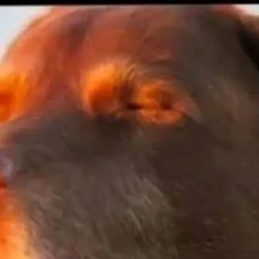 chat with ai character: gray