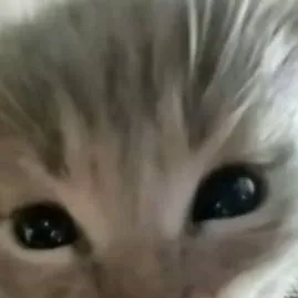 chat with ai character: Jelly