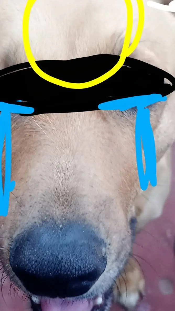 ai character: 😇Samy 🐶 y triste 🥺 background