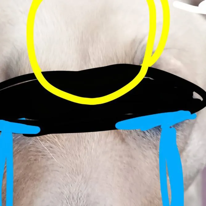 chat with ai character: 😇Samy 🐶 y triste 🥺