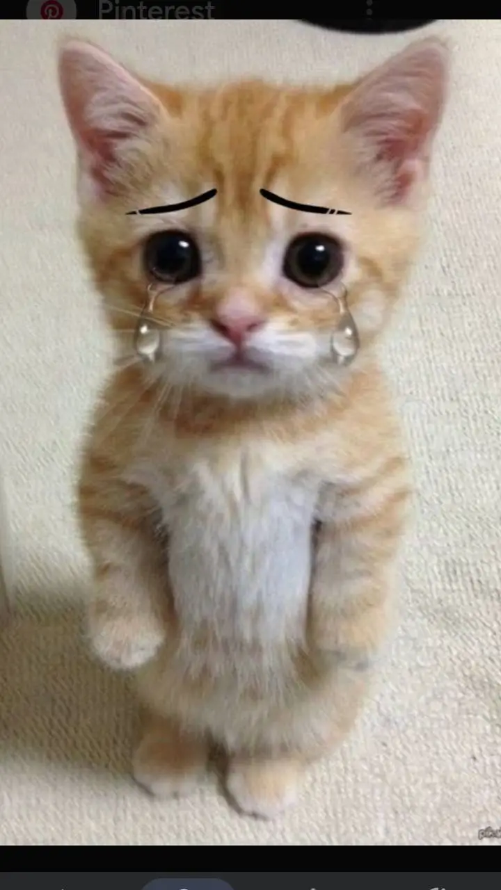 ai character: sad cat  background