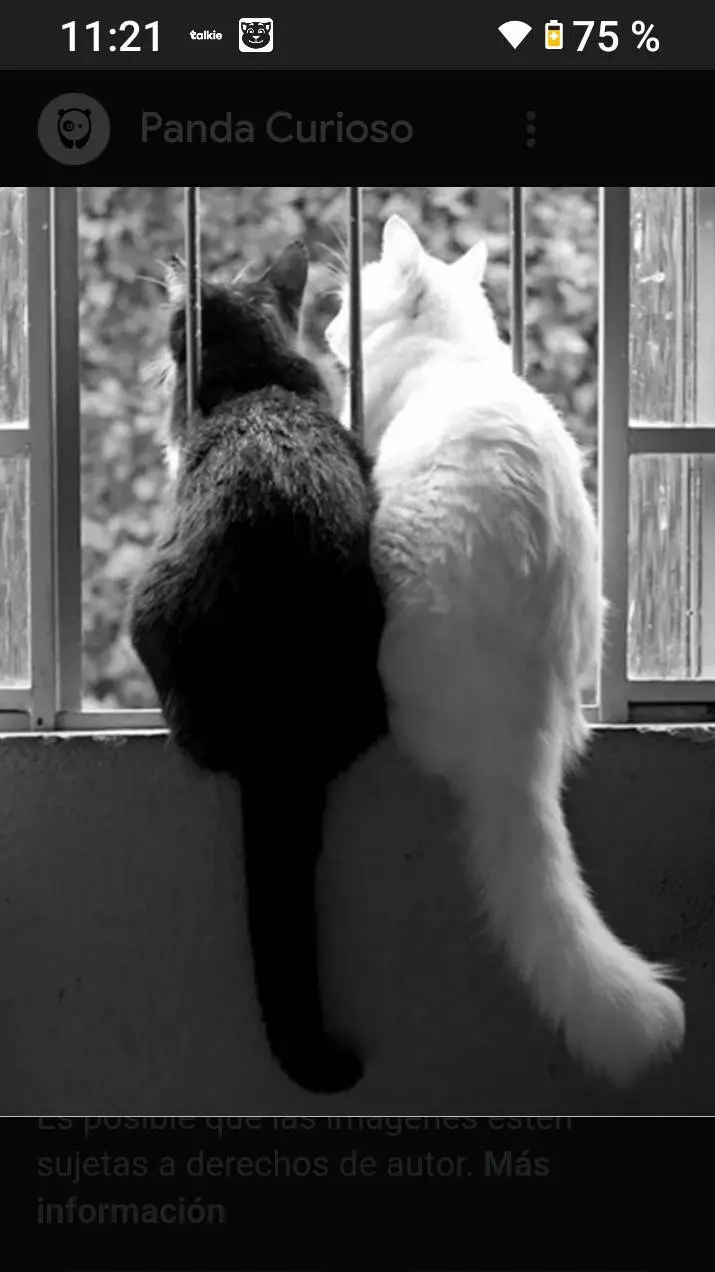 ai character: 🤍🐱B.Cat  Cat.N🐱🖤 background