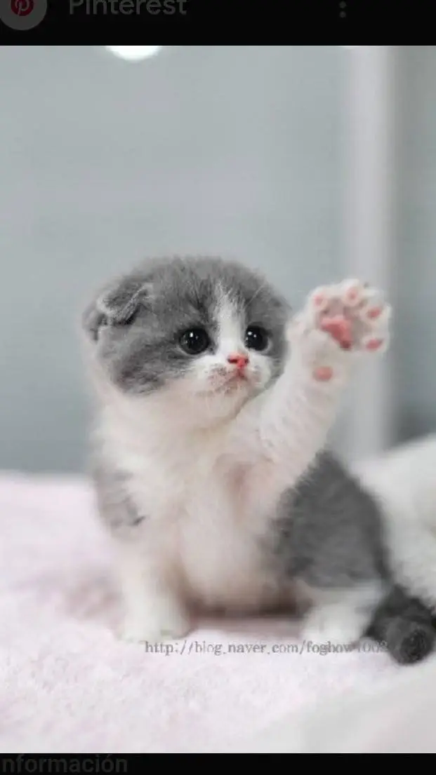 ai character: pequeño gatito background