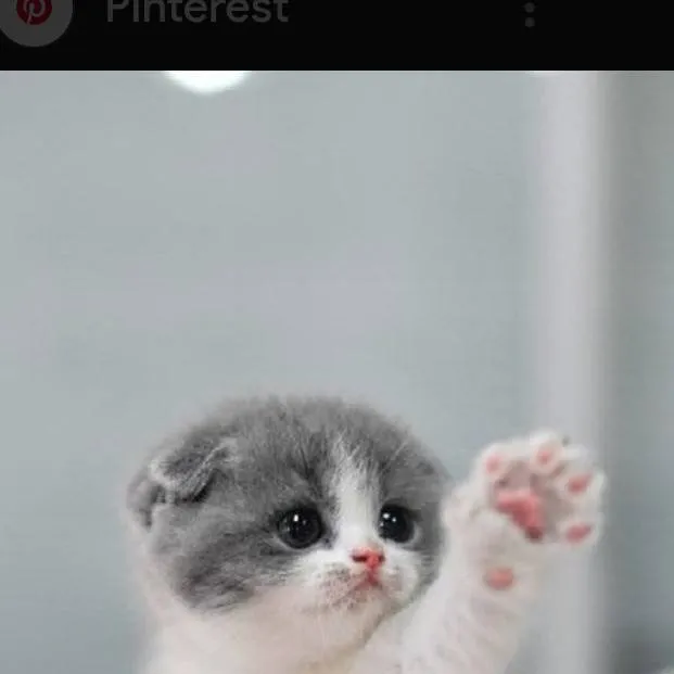 chat with ai character: pequeño gatito