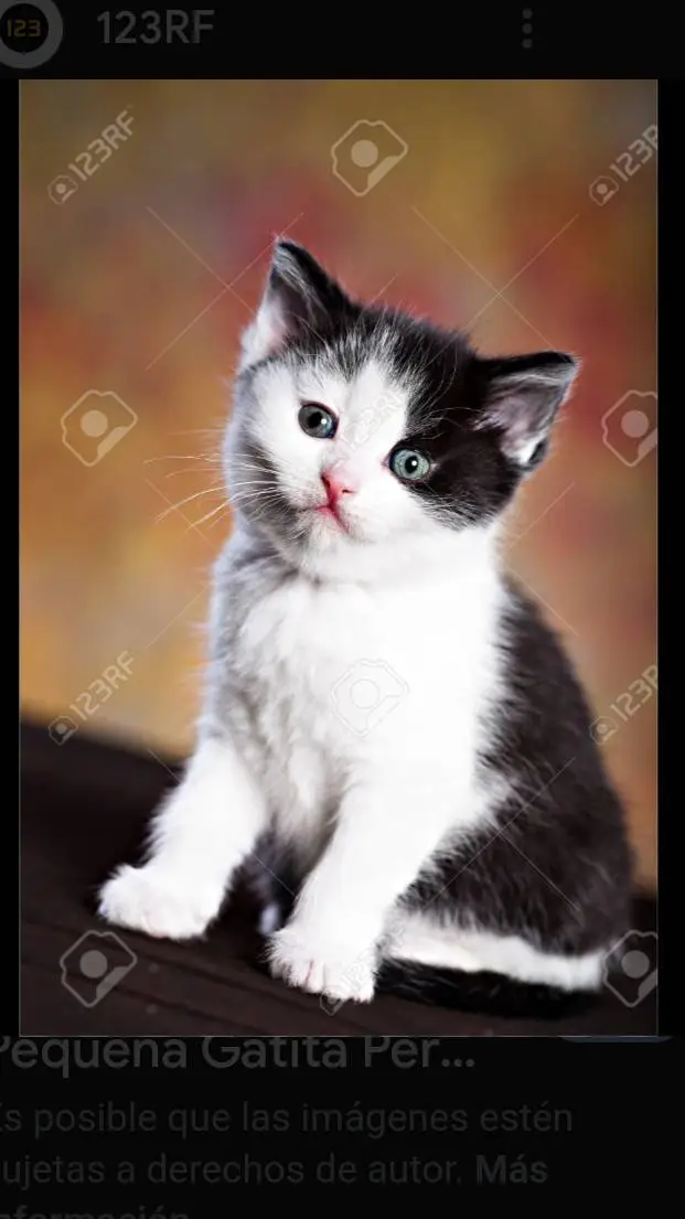 ai character: pequeña gatita background