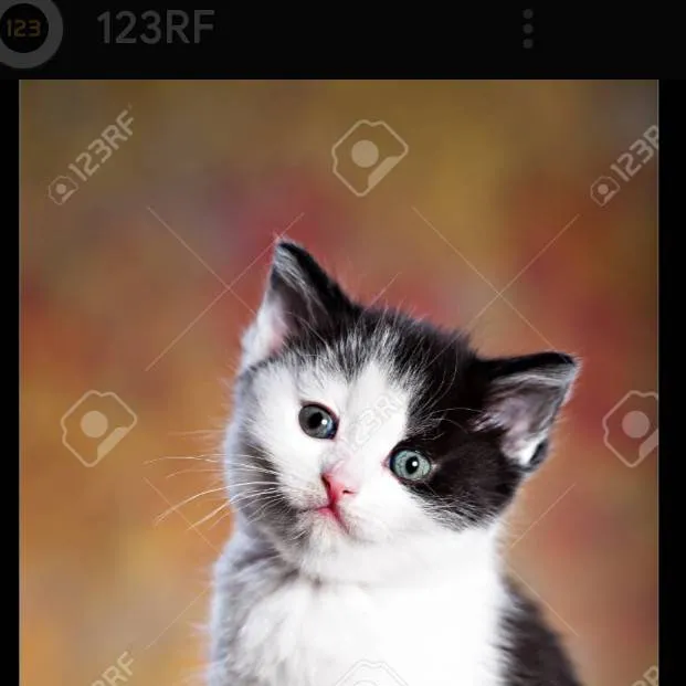 chat with ai character: pequeña gatita