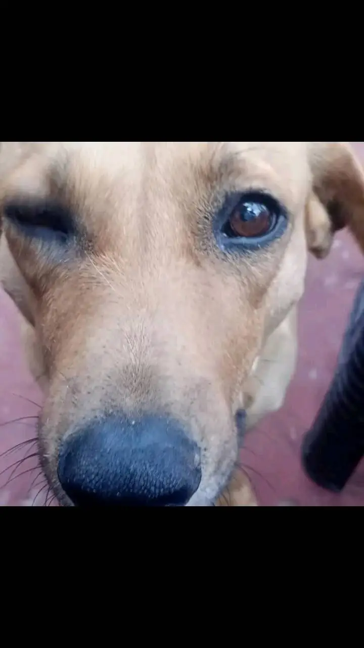 ai character: 🐶🟤 Samy🟫🤎 background