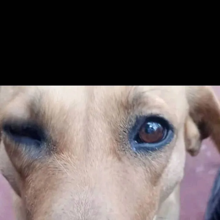 chat with ai character: 🐶🟤 Samy🟫🤎