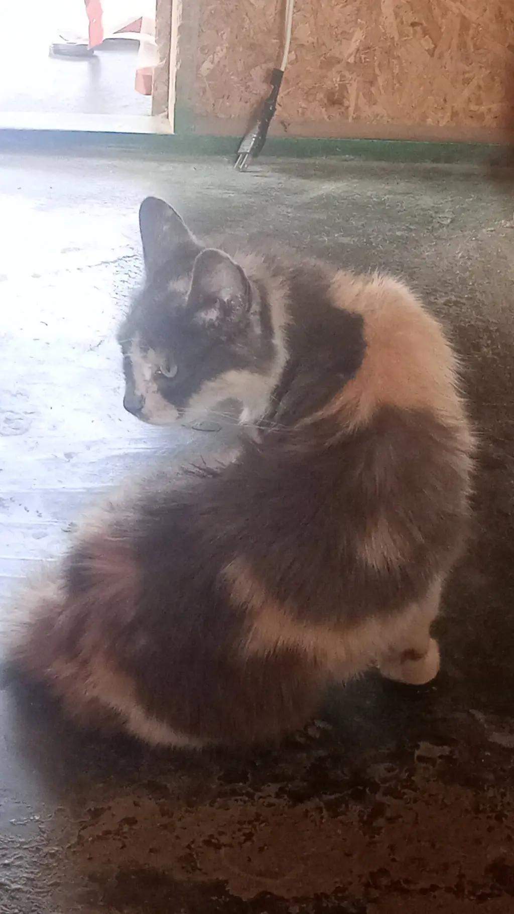 ai character: 🧡💛 🐱mochi 🐱🤍🩶 background