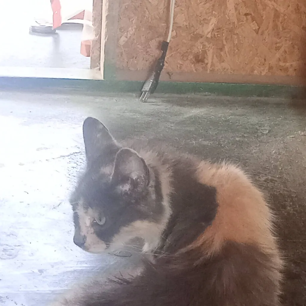 chat with ai character: 🧡💛 🐱mochi 🐱🤍🩶