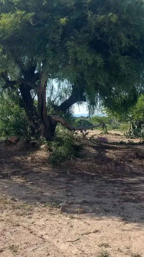 ai character: kairo background