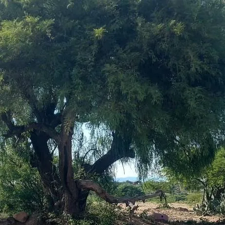 chat with ai character: kairo