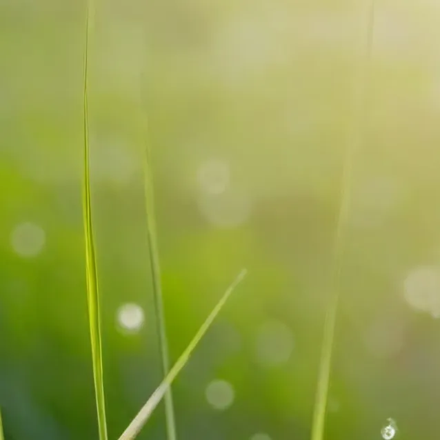chat with ai character: Grass