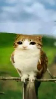 ai character: MEOWL  background