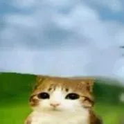 chat with ai character: MEOWL 