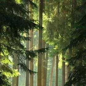 chat with ai character: Fpe