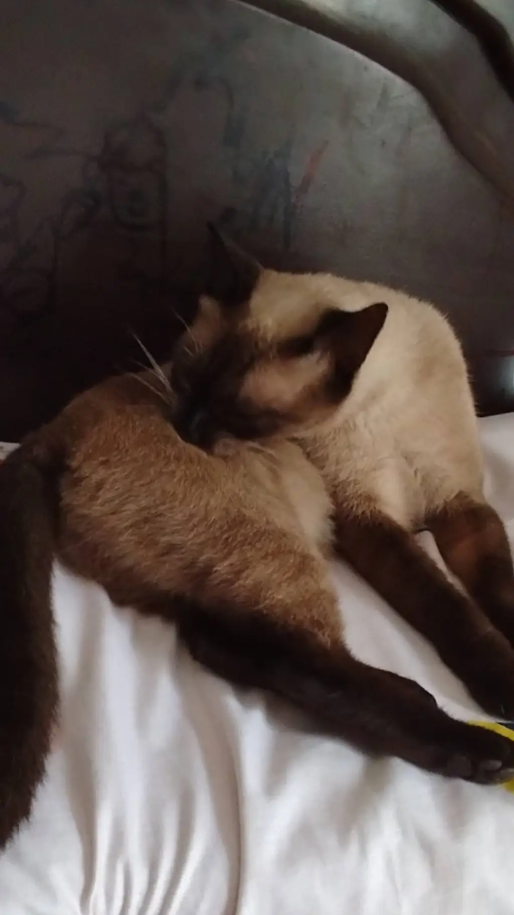 ai character: hola background