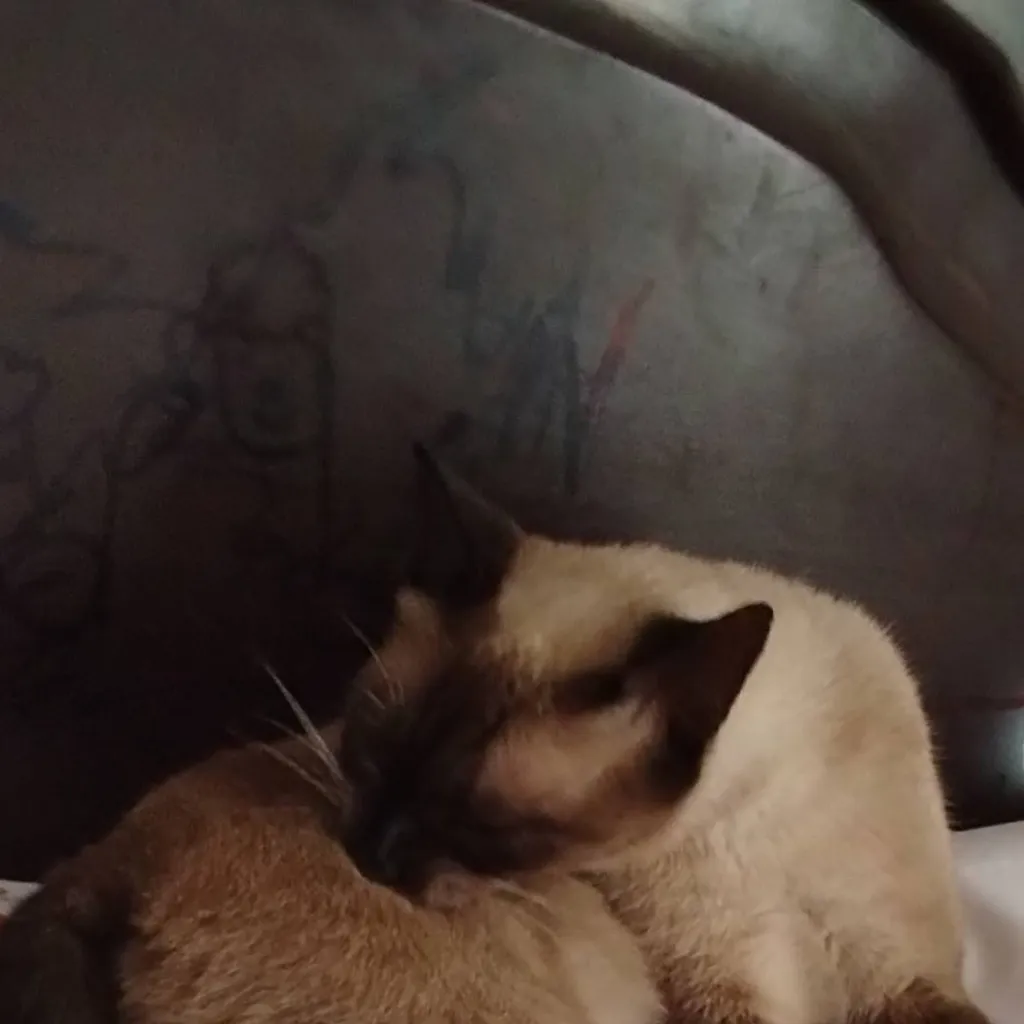 chat with ai character: hola