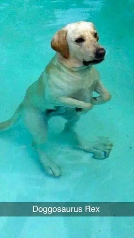 Talkie AI - Chat with Dog call meme