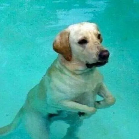 chat with ai character: Dog call meme