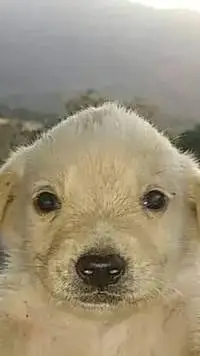 ai character: Jotcha background