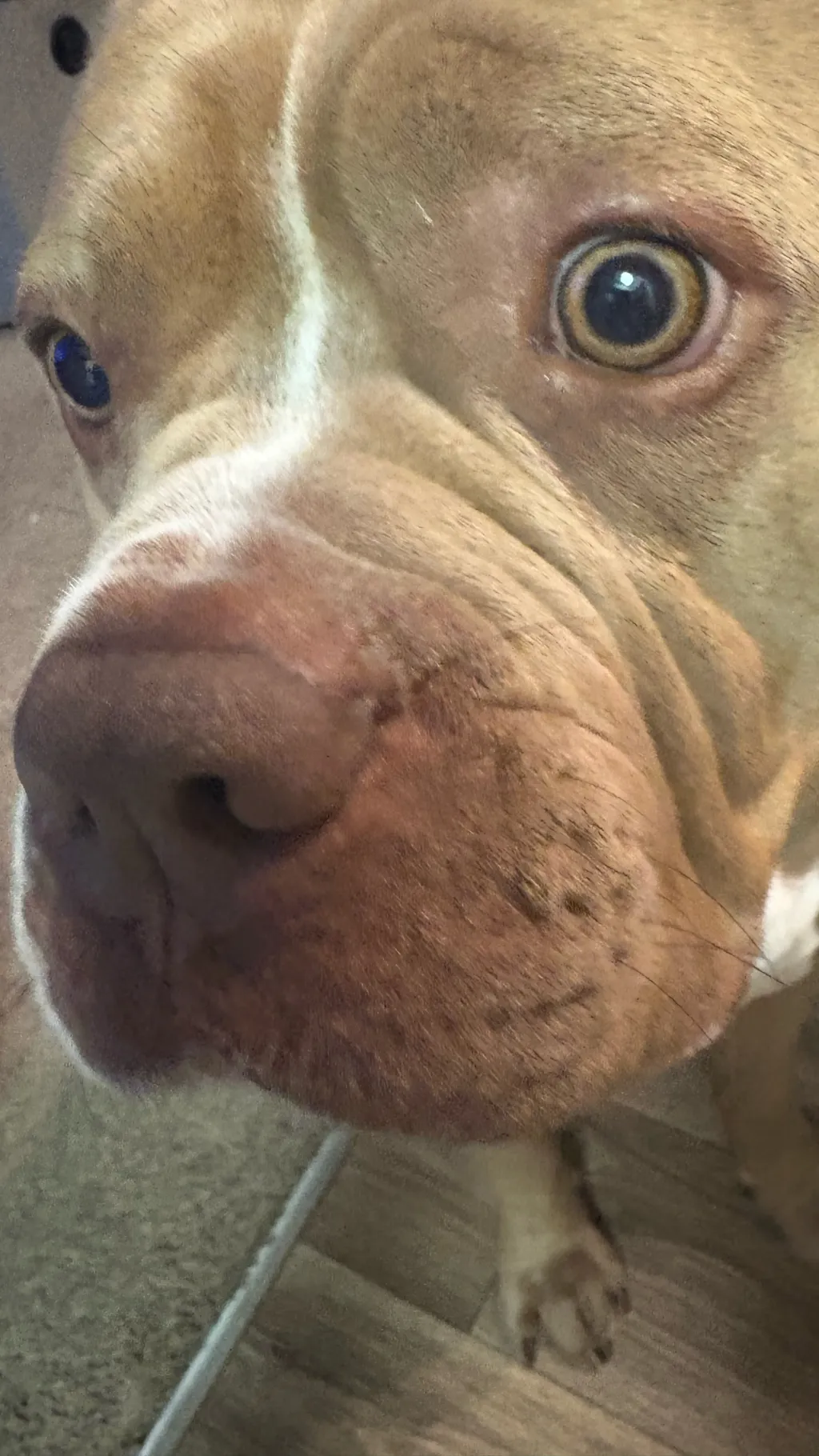 ai character: Daniela x roach! background