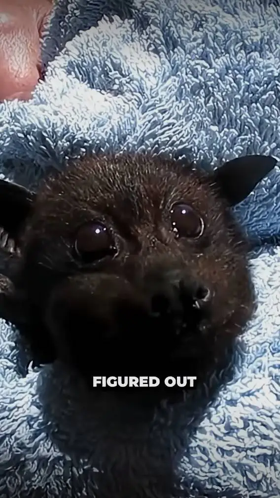 ai character: bat background