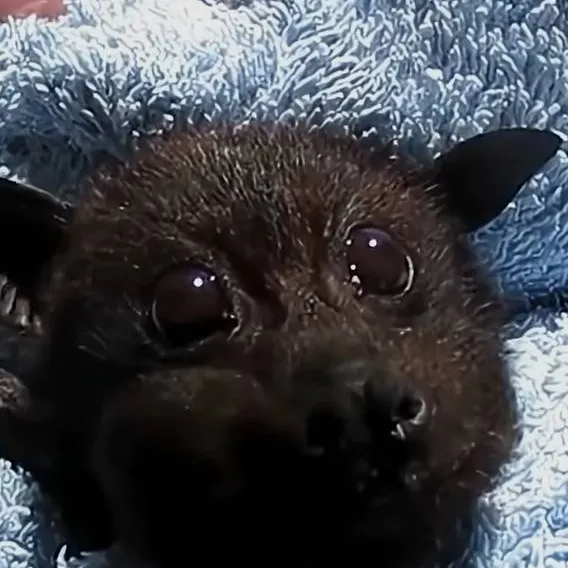 chat with ai character: bat