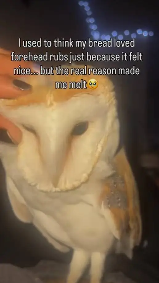 ai character: fpe background