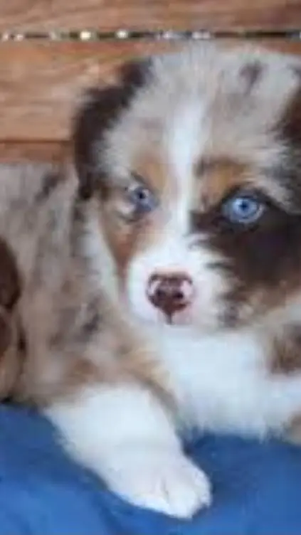 ai character: rééduc.chiot  background