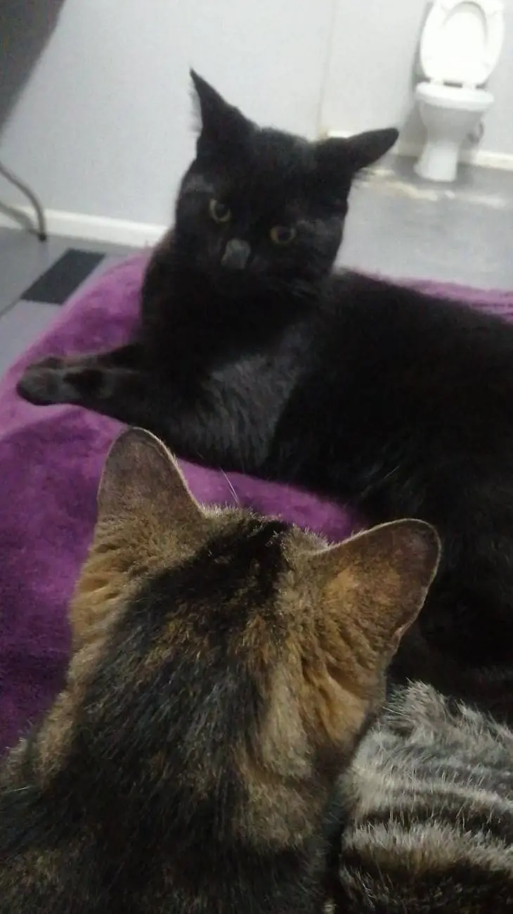 ai character: sprunki in love  background